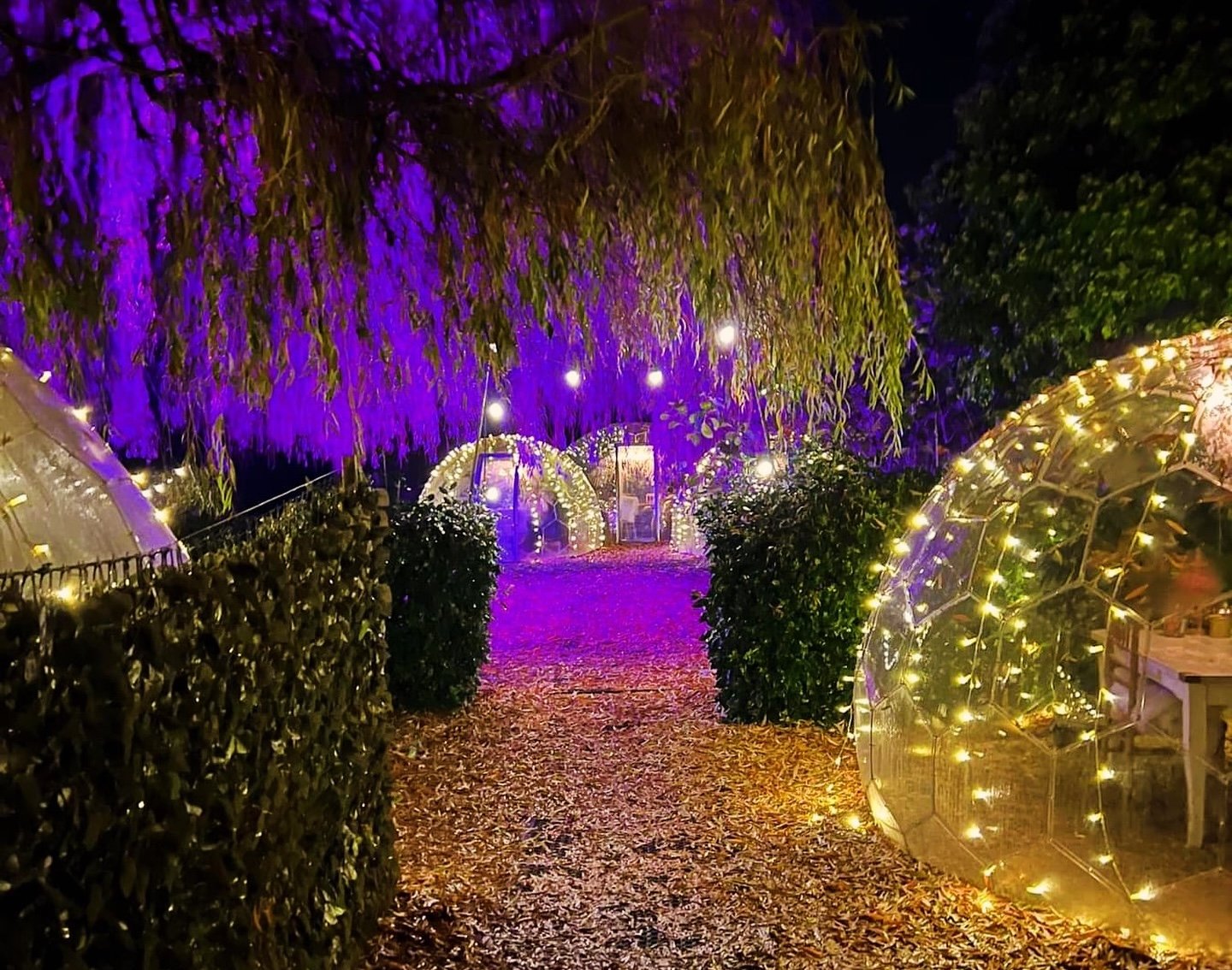 The Willow Tree - Dine at Dome - United Kingdom